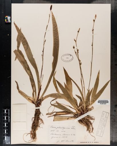 Carex