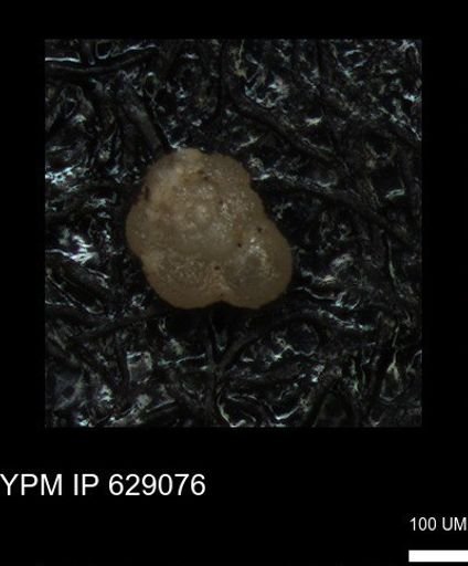undet. Globigerinina