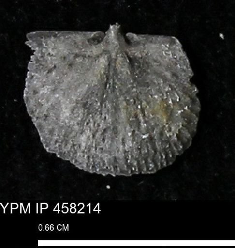 Chonetes mucronatus