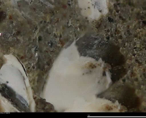 Corbulamella gregaria