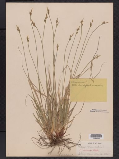 Carex communis