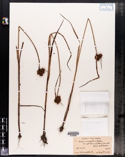 Scirpus