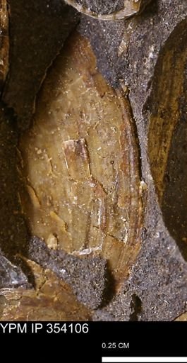 undet. Bivalvia