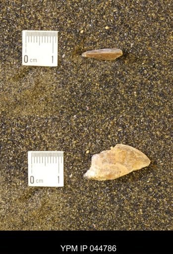 Sphenodiscus lenticularis