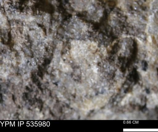 Goniobasis tenuicarinata