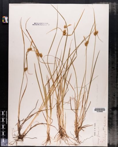 Carex flava