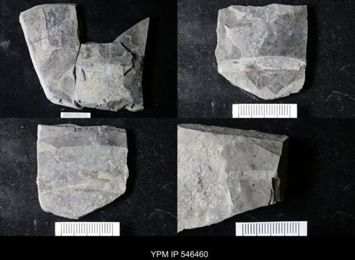 undet. Eurypterida
