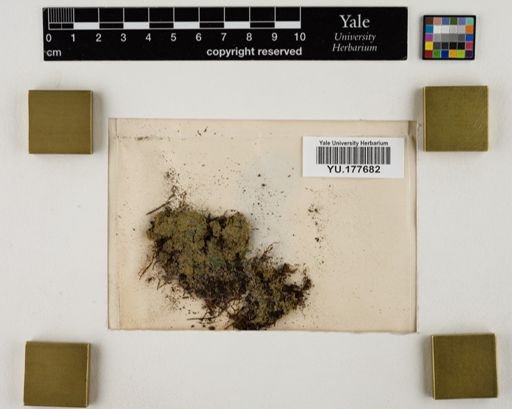 Plantae