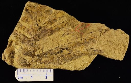 Cynepteris lasiophora