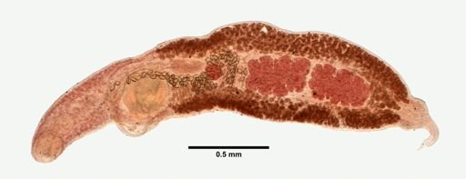 Psilochasmus oxyurus