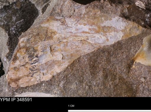 undet. Mollusca