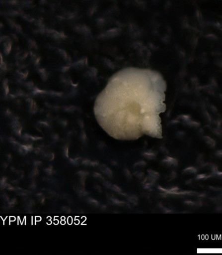 undet. Foraminiferida