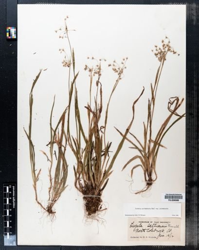 Luzula saltuensis
