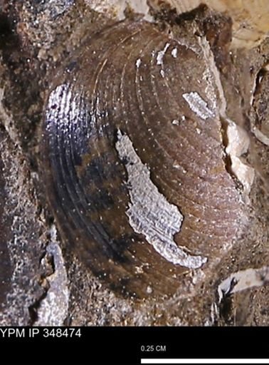 Limopsis striatopunctatus