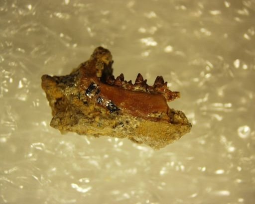 Adapisoricidae sp.