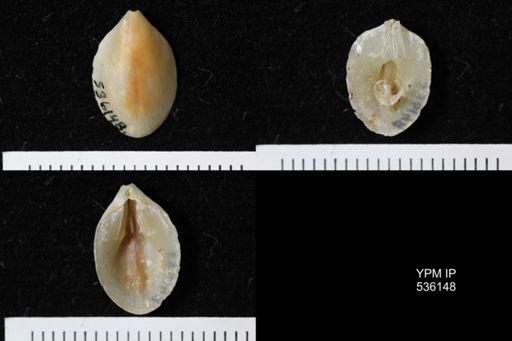 Bouchardia rosea