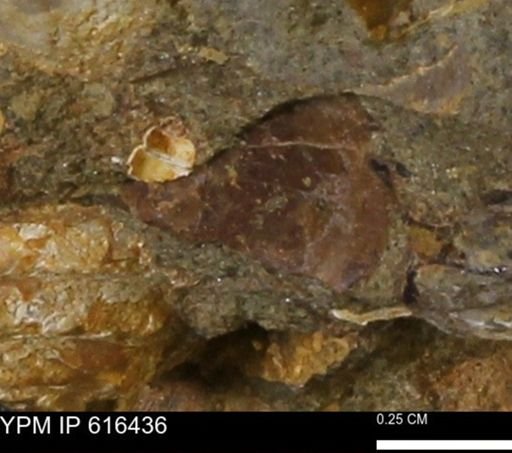 Protocardia subquadrata