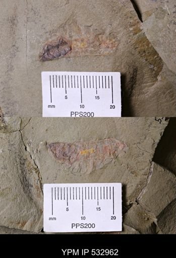 Leanchoiliidae?
