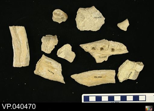 Platecarpus sp.