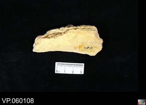 Protosphyraena sp.