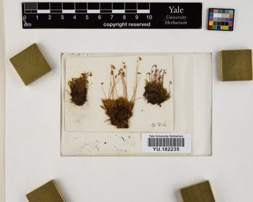 Plantae