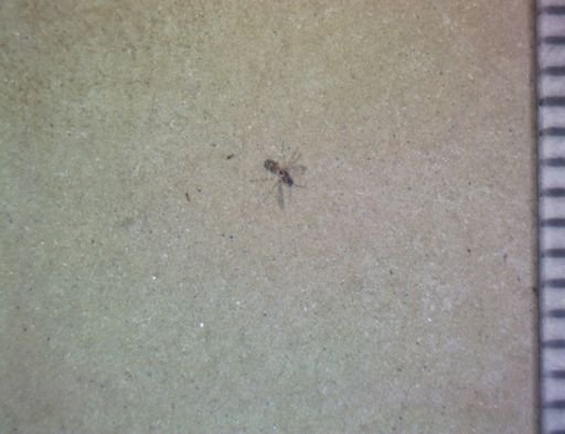 Diptera?