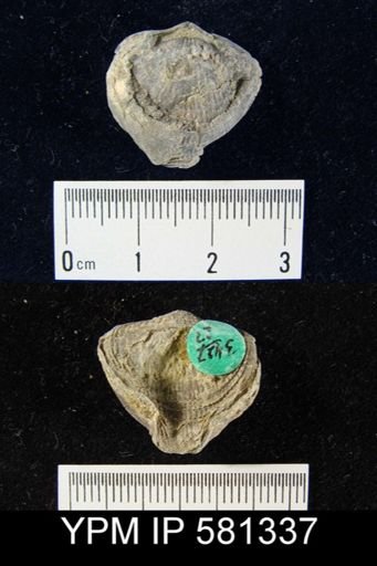 Atrypa sp.