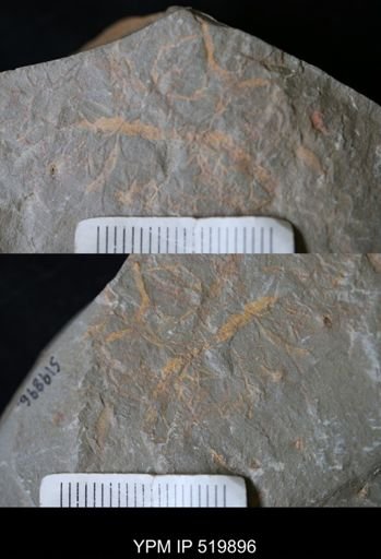 Bryozoa?