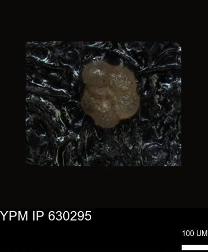 undet. Foraminiferida