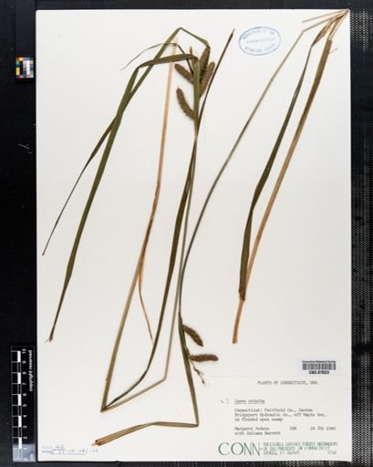 Carex crinita