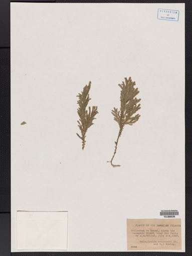 Selaginella