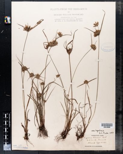Cyperus filiculmis
