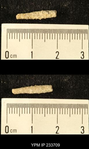 Archaeocidaris sp.