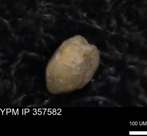undet. Foraminiferida