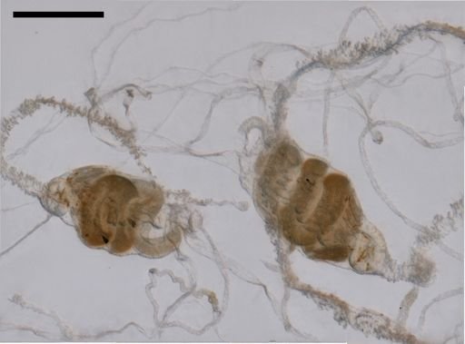 Agalma elegans