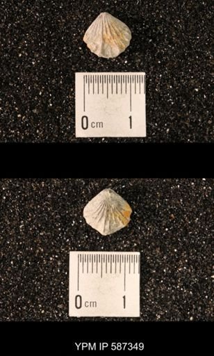 Camarotoechia whitei