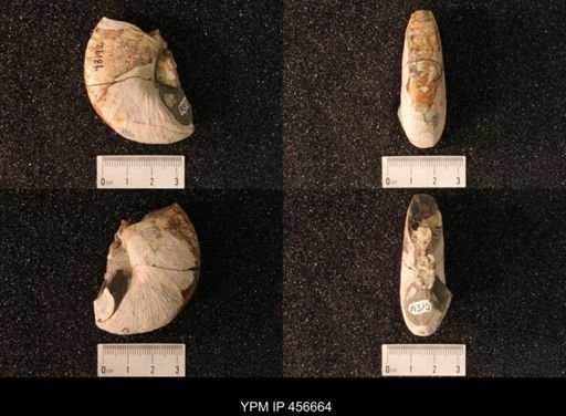 Hoploscaphites nicolletii