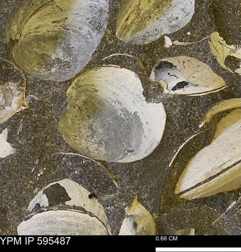 Protocardia sp.