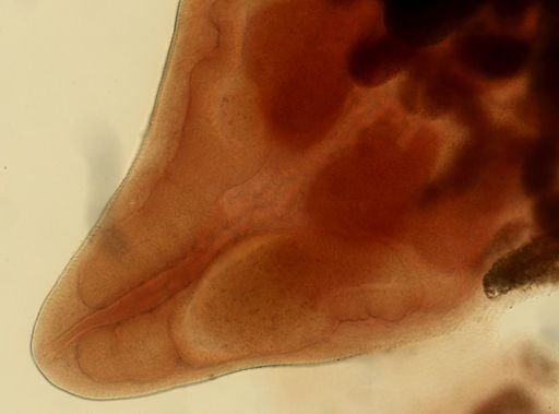 Loxogenes bicolor