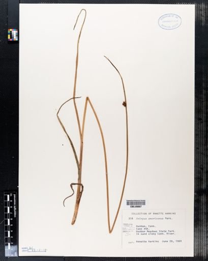 Scirpus americanus