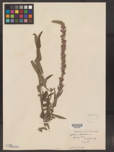 Lythrum salicaria