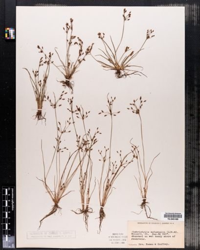Fimbristylis autumnalis