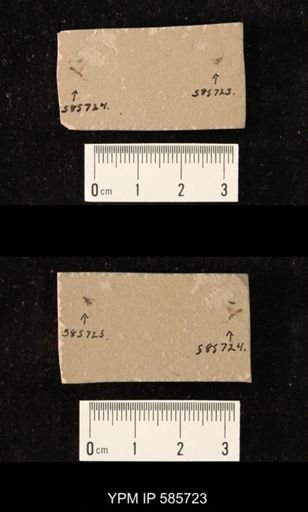 undet. Hemiptera