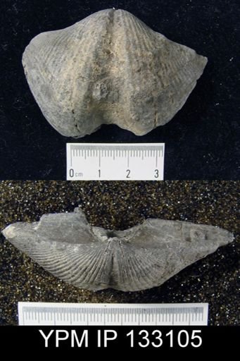 Spirifer granulosus
