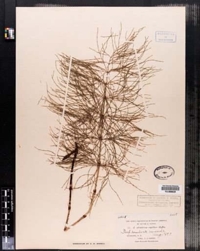 Equisetum sylvaticum