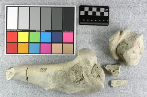 Subhyracodon sp.