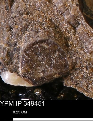 undet. Mollusca