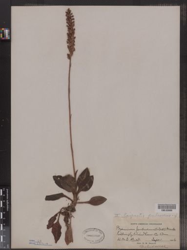 Epipactis pubescens