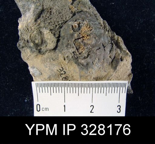 undet. Linoproductidae