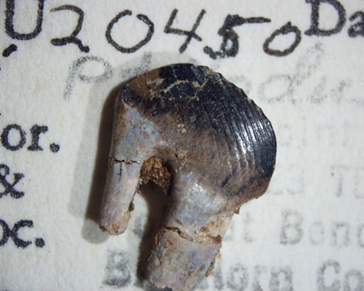 Ptilodus sp.